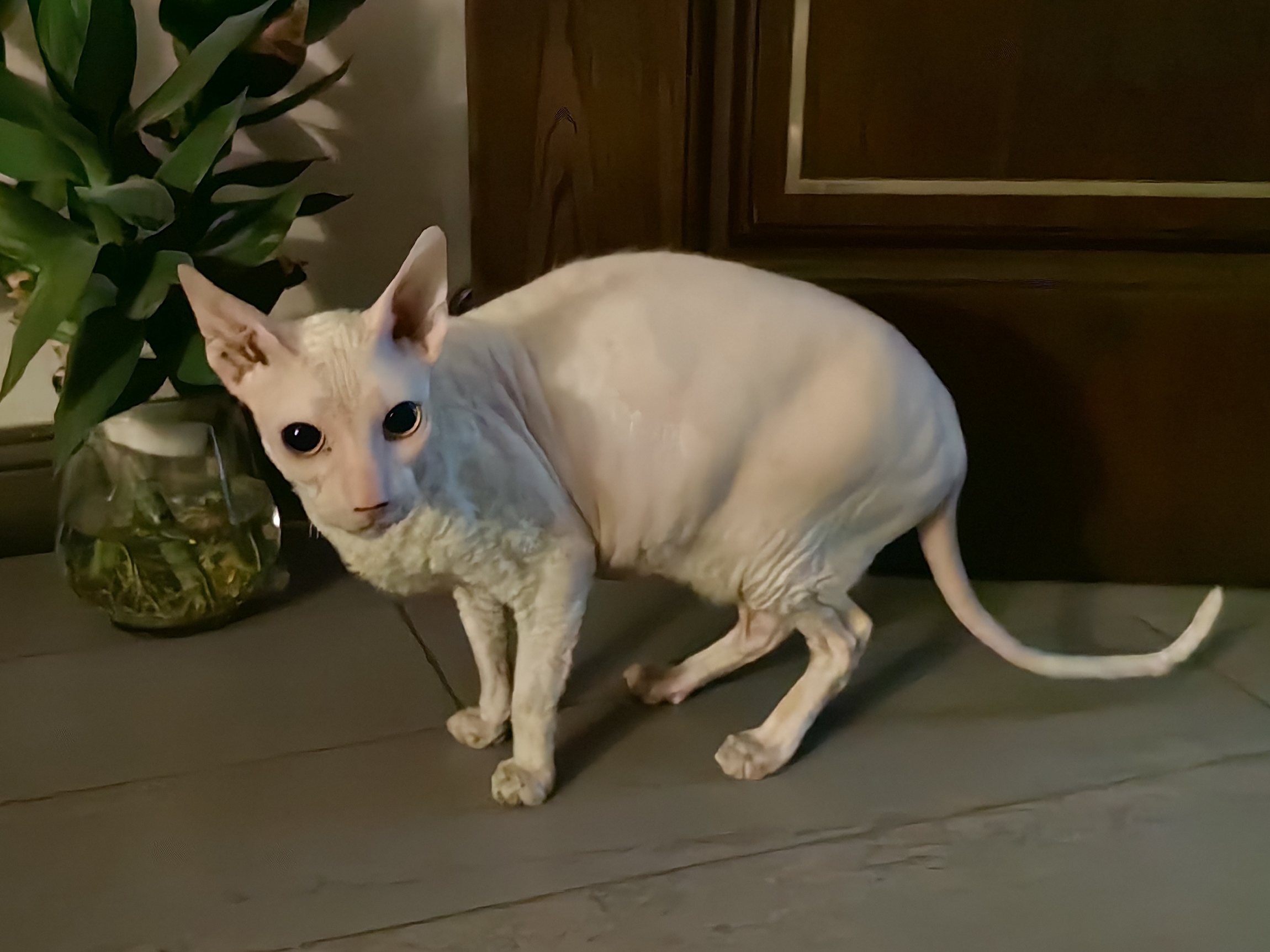 个人原因无法继续养,宠纯白色斯芬克斯无毛猫(牛奶),寻找有缘人免费赠与。